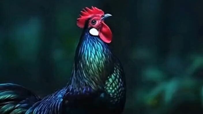 ไก่ป่าสีดำเขียว