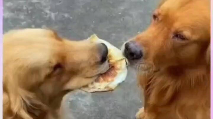 หมา: ฉันเผ็ดเหรอ?