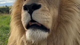 Singa: Rasanya seperti bersin ini belum tuntas, sangat tidak nyaman!