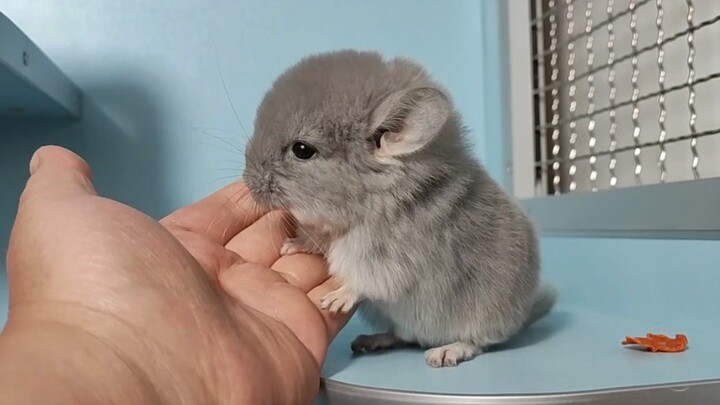 Little Totoro is clinging to me with its tiny paws—it’s just so adorable!