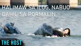 Halimaw Sa Ilog, Nabuo Dahil Sa Pormalin | The H0st (2006) Movie Recap Explained in Tagalog