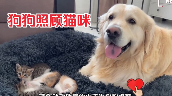 Tuan ternyata mempercayakan tugas merawat kucing kepada anjing—menurut kalian, apakah anjing bisa me