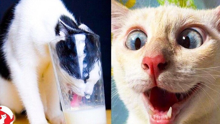 Memes & Videos ตลก 2021