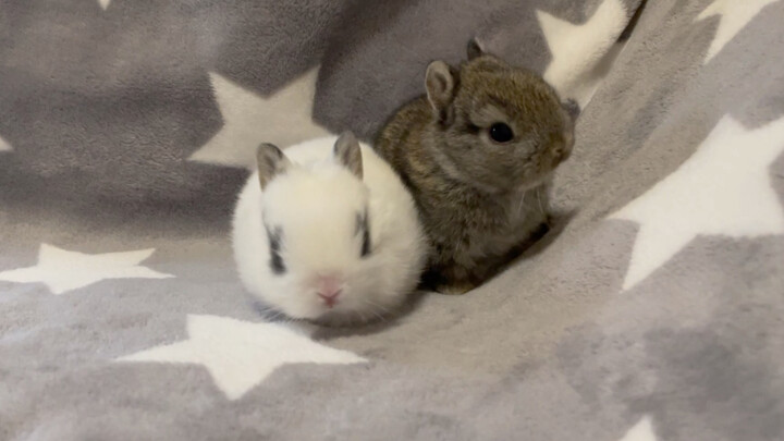 [Animals] Tiny Little Two-weeks-old Bunnies!