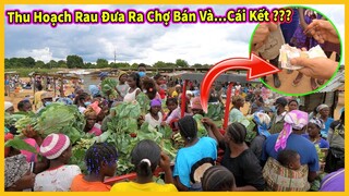 Thu Hoạch Rau Đưa Ra Chợ Bán … và Cái Kết ??? Sự Trở Lại Của Chuyên Gia Quang Dũng