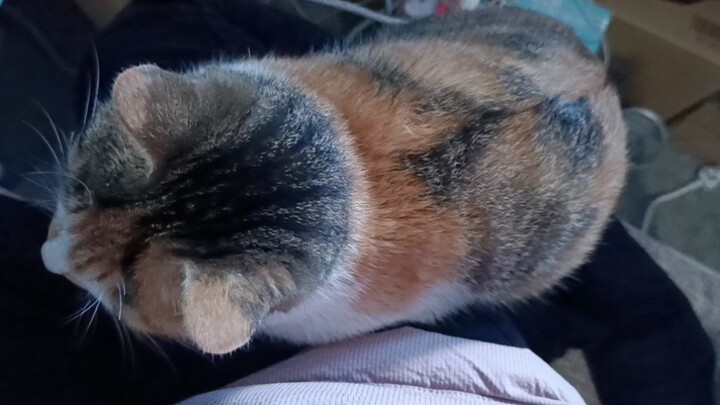 There are little cats growing on my body! The more I pet them, the more their little motors start wh