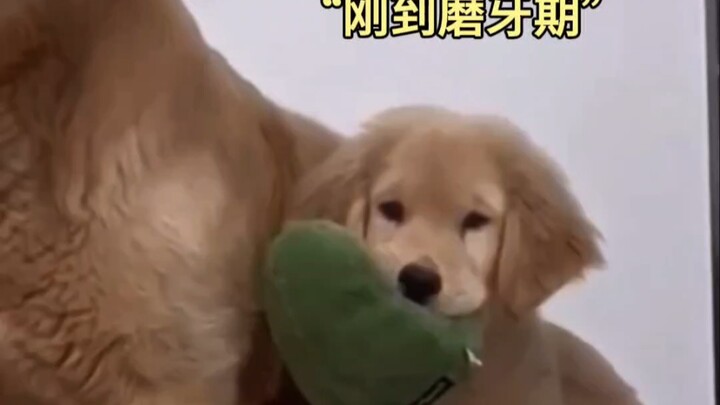 Anjing Penghibur Kecil: Saatnya aku mengasah gigi nih!