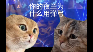 （猫猫）关于我成为up以来被问最多的问题