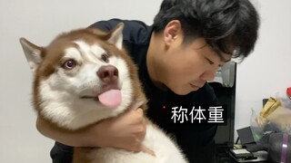 Husky: Feeding me just once a day made me lose a full 2.5 kilograms!