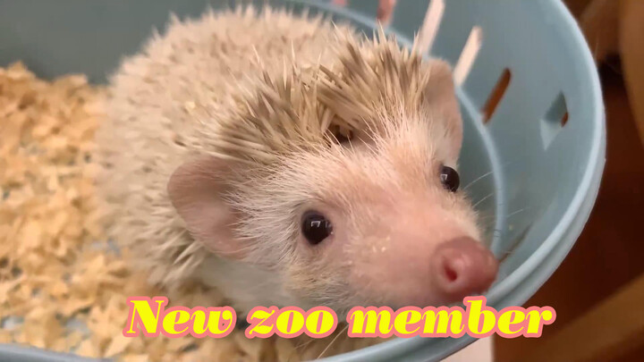 [Animals]A little hedgehog arrived at the new home