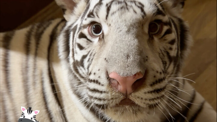 🦓: أمي، أنتِ تُضعفين النمر كثيرًا!