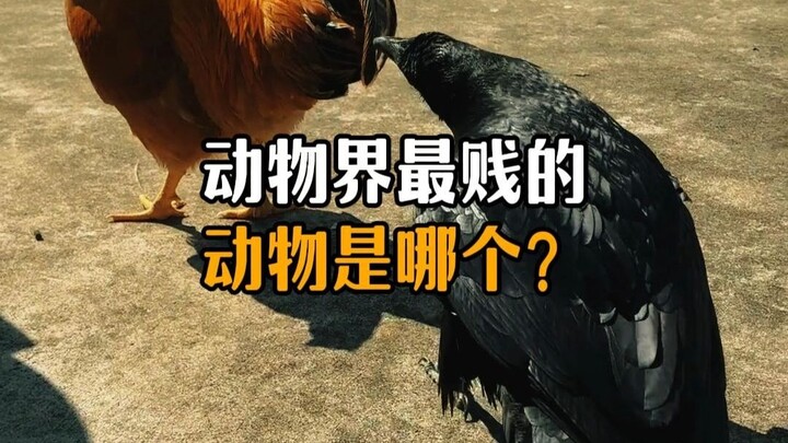 Which is the most despicable animal in the animal kingdom?