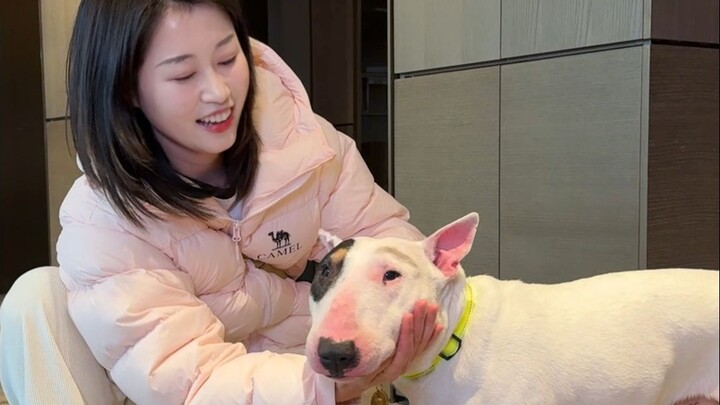 Hitting just the right funny spot! The bull terrier is so cute, hahaha!