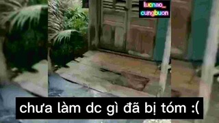 Chưa làm được gì đã bị tóm :(((