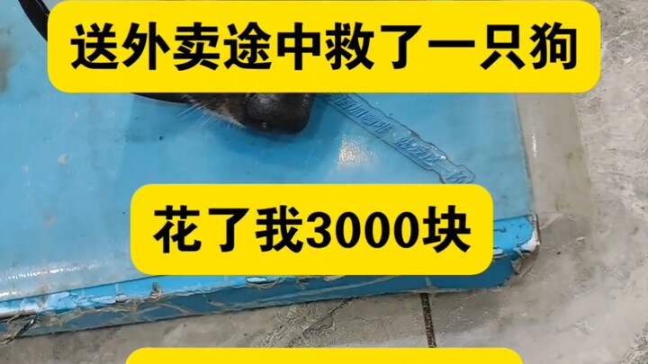 Giao đồ ăn đã cứu được một chú chó, khiến tôi tốn mất 3.000 tệ!