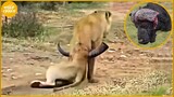 35 Painful Moments! Injured Lion Fights Wild Buffalo, Hunter Fails Before Ferocious Prey