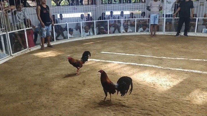 3-Cock Derby May 19, 2025- WWL (Win)