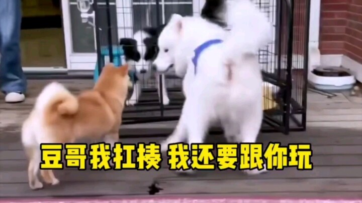 หูอัน: ฉันกระตือรือร้นเกินไปรึเปล่า? พี่เปี้ยน พี่โต่วเอ๋อร์ รอฉันด้วย～