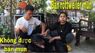 Tường Vy Vlog Bán Rottweiler Mun Của Săn Bắt Ẩm Thực Vùng Cao Và Cái Kết