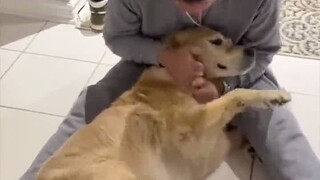 Mười tháng không gặp chủ nhân, chú chó Golden xúc động đến mức suýt khóc thành tiếng…