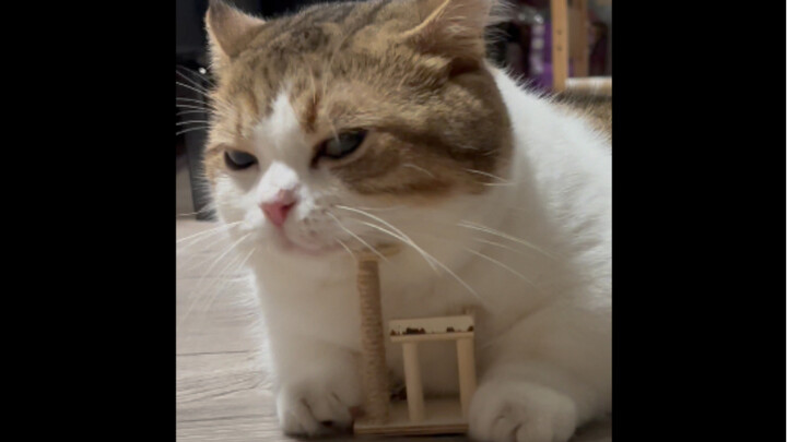 I forgot to check the dimensions when I bought a cat tree online...