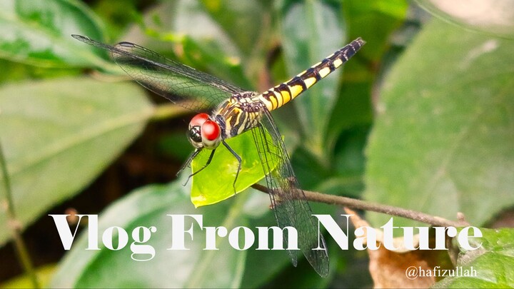 Vlog From Nature 03