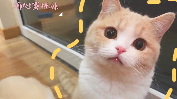 Setelah memangkas kuku kaki, pacar kecilmu itu jadi marah lagi dan lagi!