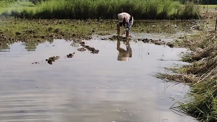 picking shells in the field.