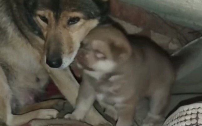 من حبّ الجرو غير المشروط، ستحمي أجيال أبنائي وأحفادي لكم نيابةً عني! #كلاب