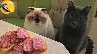 Best Funny Animal Videos Of The 2022 🤣 - Funniest Cats And Dogs Videos 😺😍