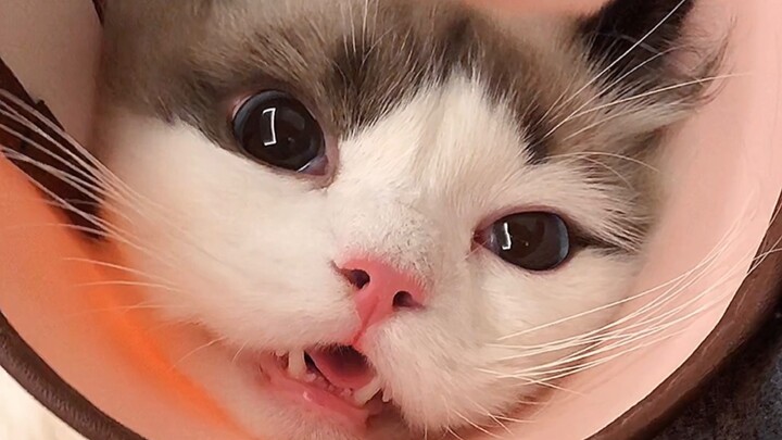 Một bạn nhỏ đã mất “trứng” vì đánh nhau…