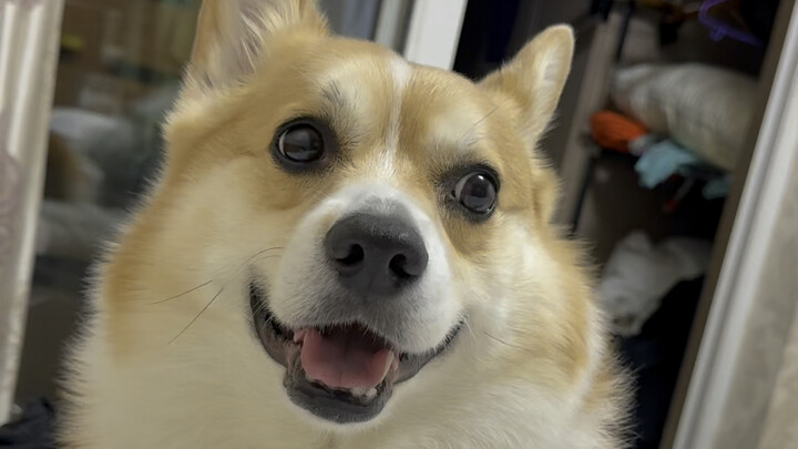 When you’re angry, you might as well rely on a dog rather than your husband.