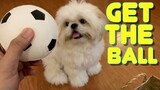 Smart Shih tzu Accepts "The Get The Ball Challenge " (Cute Funny Dog Video)