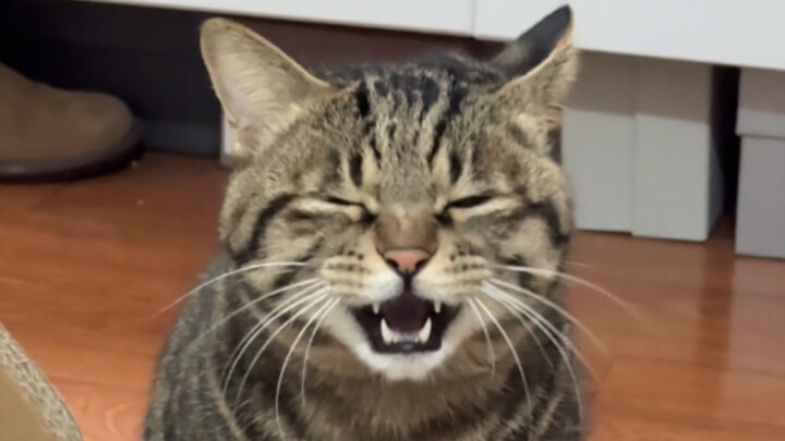 Kitten’s clip-on mic live performance! The more Mommy praises how cute it is, the louder it meows wi