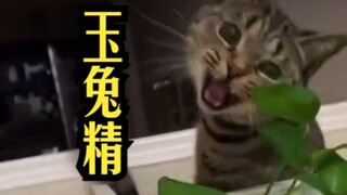 玉兔精