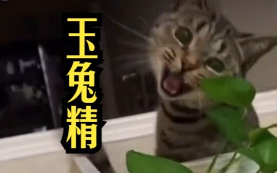玉兔精