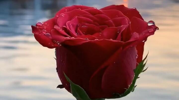 花海盛开｜一场治愈心灵的自然之美 🌹🌸