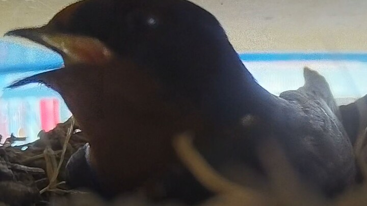 The female swallow is overly picky about the bridal chamber, and the male swallow storms out in ange