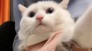 Meong lembut, aku sayang kucingku
