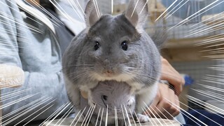 Jika pemilik bermain dengan chinchilla lain, bagaimana reaksinya?