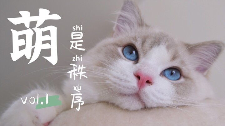 Cẩn thận khi xem! Đàn mèo hủy diệt quy mô lớn!