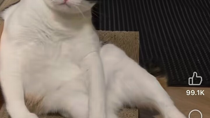 แมว