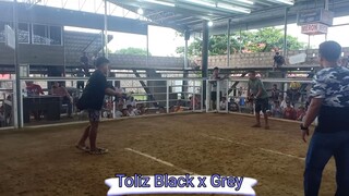 Toliz Black x Grey, son of 3x winner toliz black now 1x winner July 2, 2023 Hackfight