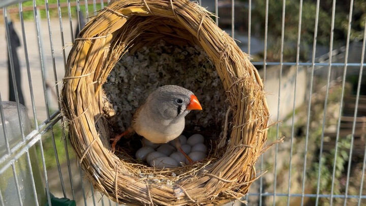 13 baby birds hatched in a single nest—does my family’s grain grow for free or something?