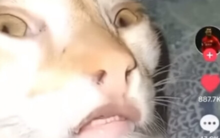 Video về hai loại mèo