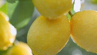 Tuyết! Ly nước chanh 4 tệ mà bạn làm ra cảm giác như 40 tệ ấy!