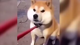 Life advice: Never, ever, ever keep a dog!