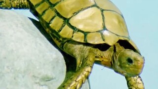 此地有雨又有将军，便取名为雨将军吧