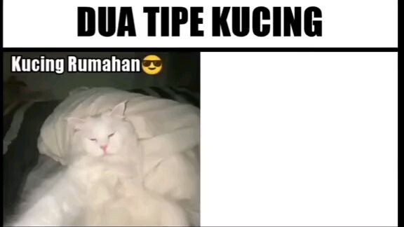 Dua Tipe Kucing