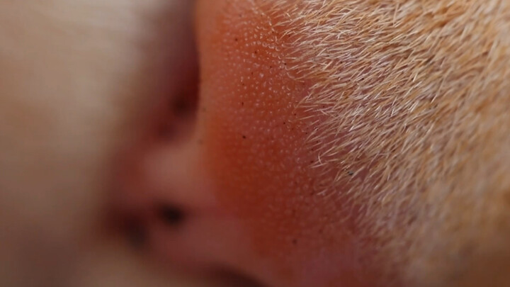A Chinese pastoral cat under a macro lens